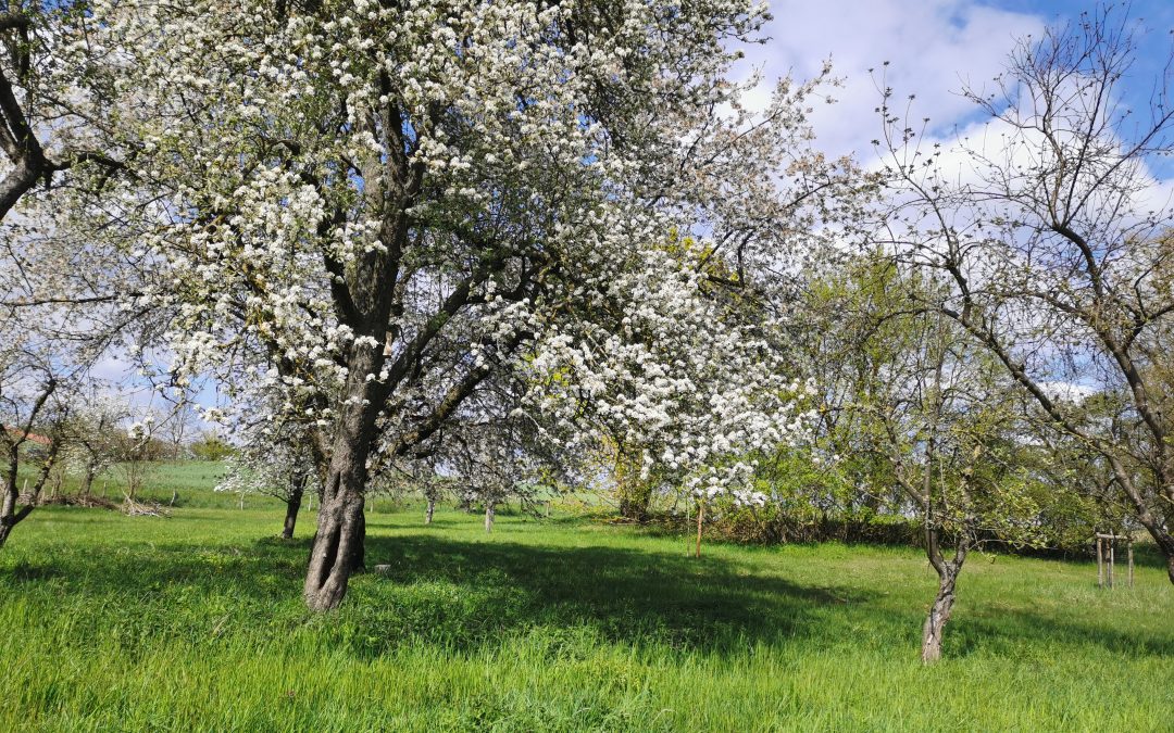 Streuobstwiesen